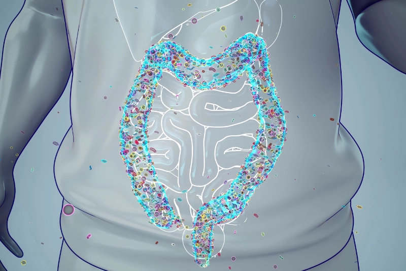 A clean, modern abstract representation of a healthy digestive system showing the gut microbiome.